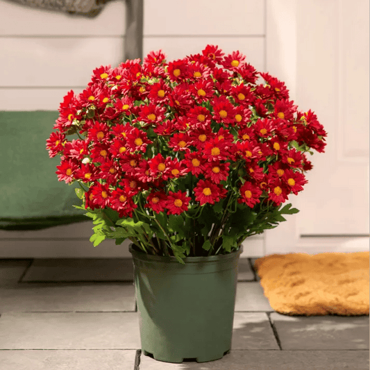 💥Letzter Tag! Nur 3€ pro Stück – Künstliche Gartenblumen „Sunset Mums“ – UV-beständig, wasserfest und windfest