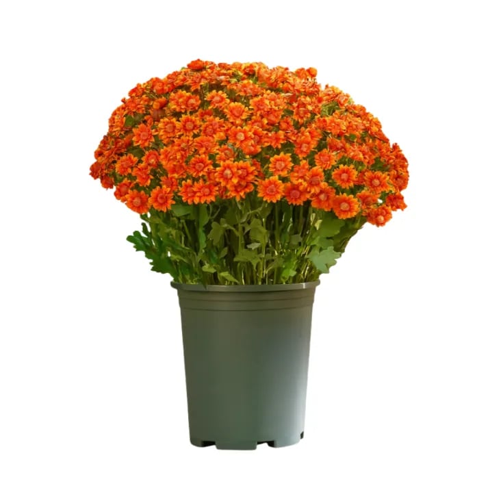 💥Letzter Tag! Nur 3€  pro Stück – Künstliche Gartenblumen „Sunset Mums“ – UV-beständig, wasserfest und windfest