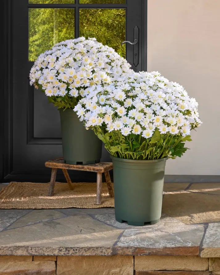💥Letzter Tag! Nur 3€  pro Stück – Künstliche Gartenblumen „Sunset Mums“ – UV-beständig, wasserfest und windfest