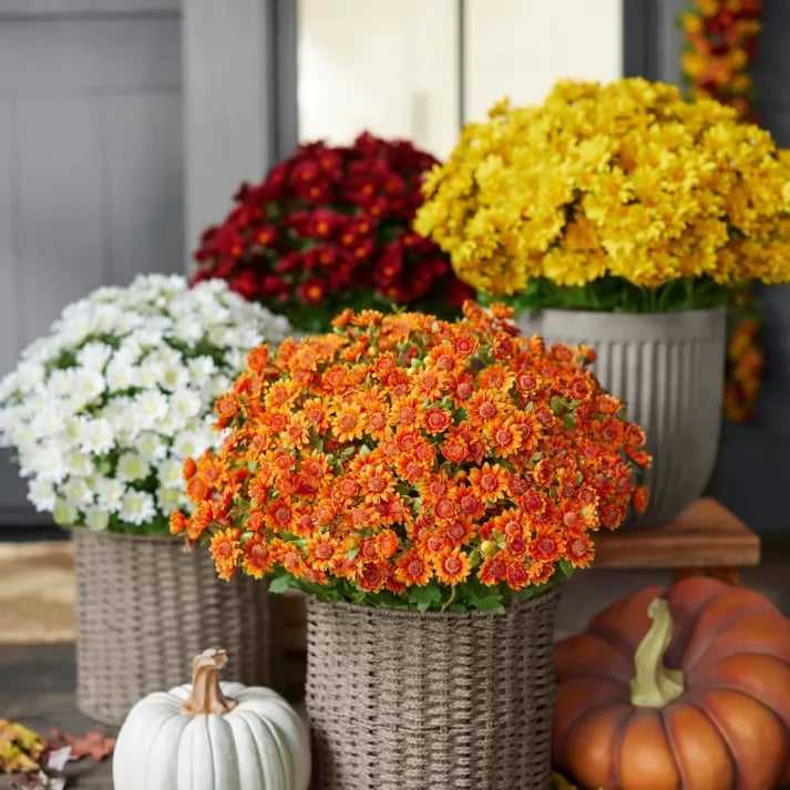 💥Letzter Tag! Nur 3€  pro Stück – Künstliche Gartenblumen „Sunset Mums“ – UV-beständig, wasserfest und windfest