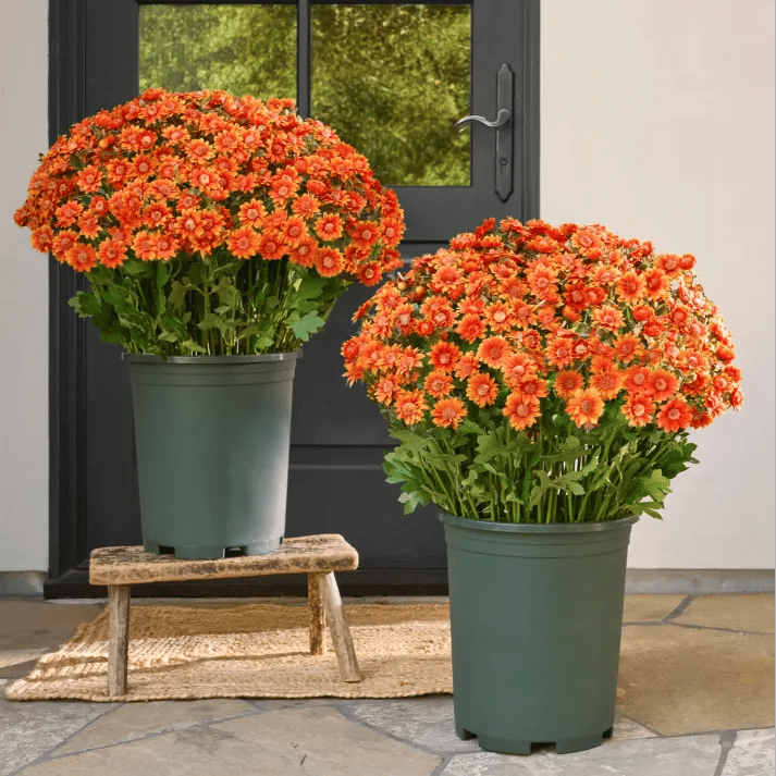 💥Letzter Tag! Nur 3€  pro Stück – Künstliche Gartenblumen „Sunset Mums“ – UV-beständig, wasserfest und windfest