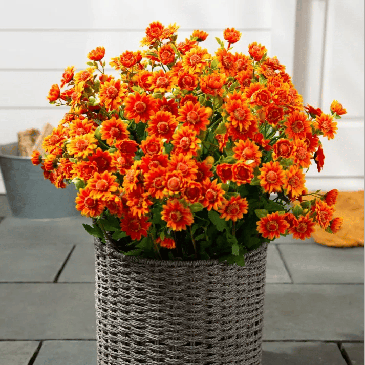 💥Letzter Tag! Nur 3€  pro Stück – Künstliche Gartenblumen „Sunset Mums“ – UV-beständig, wasserfest und windfest