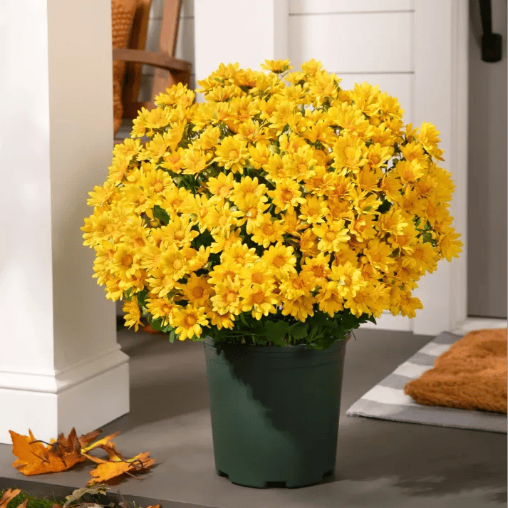 💥Letzter Tag! Nur 3€  pro Stück – Künstliche Gartenblumen „Sunset Mums“ – UV-beständig, wasserfest und windfest